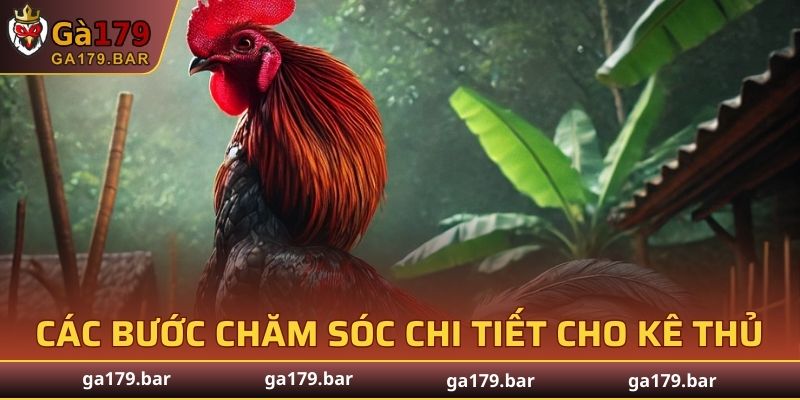 Các bước chăm sóc chi tiết cho kê thủ