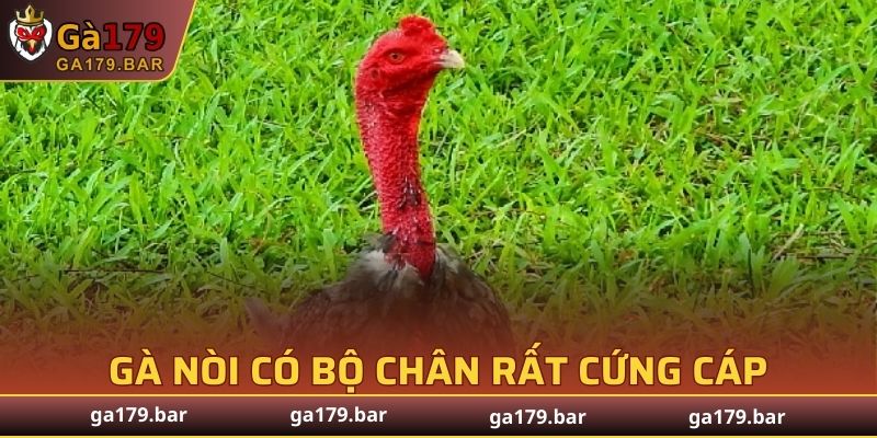 Gà nòi có bộ chân rất cứng cáp