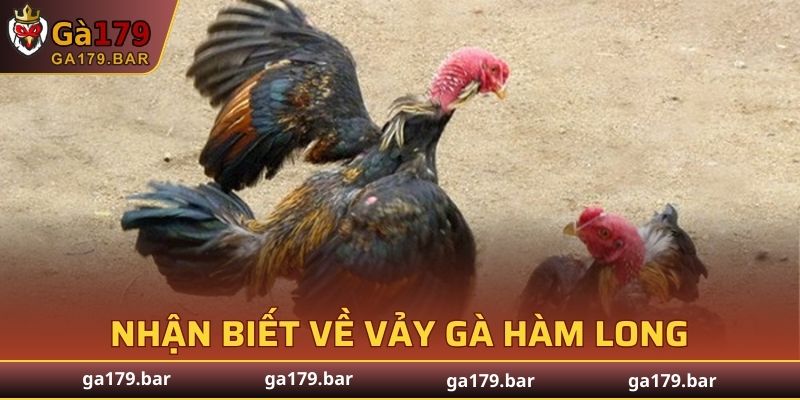 Phương pháp nhận biết về vảy gà Hàm Long